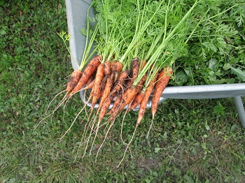 Epicurus carrots www.victoriaclaytonwriter.com https://www.victoriaclaytonwriter.com/wp-content/uploads/2020/11/Epicurus-carrots-www.victoriaclaytonwriter.com_.jpg