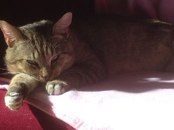 Nathan cat https://www.victoriaclaytonwriter.com/wp-content/uploads/2020/11/Nathan-cat.jpg