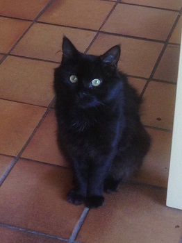 https://www.victoriaclaytonwriter.com/wp-content/uploads/2020/11/Rupert-cat.jpg https://www.victoriaclaytonwriter.com/wp-content/uploads/2020/11/Rupert-cat.jpg