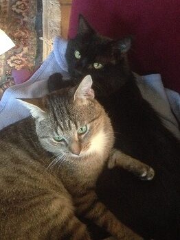New cats www.victoriaclaytonwriter.com New cats www.victoriaclaytonwriter.com